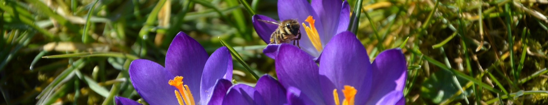 Hummel auf Krokus